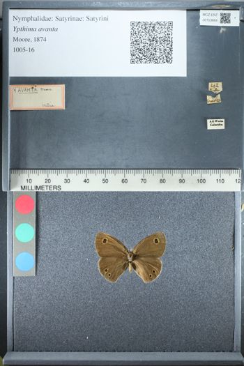 Media type: image;   Entomology 153664